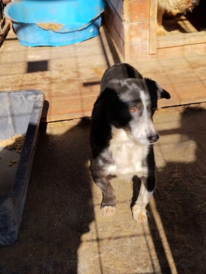 Babette wünscht sich ein Zuhause voller Liebe und Fürsorge, Mischling - Hündin