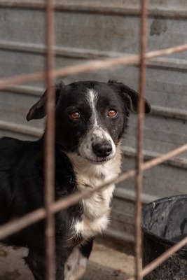 Babette wünscht sich ein Zuhause voller Liebe und Fürsorge, Mischling - Hündin