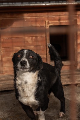 Babette wünscht sich ein Zuhause voller Liebe und Fürsorge, Mischling - Hündin