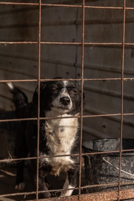 Babette wünscht sich ein Zuhause voller Liebe und Fürsorge, Mischling - Hündin