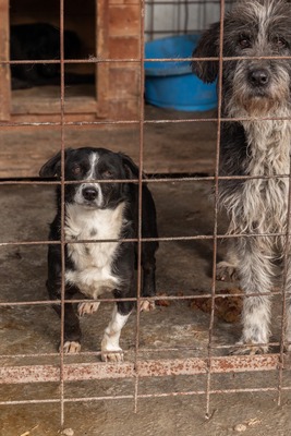 Babette wünscht sich ein Zuhause voller Liebe und Fürsorge, Mischling - Hündin