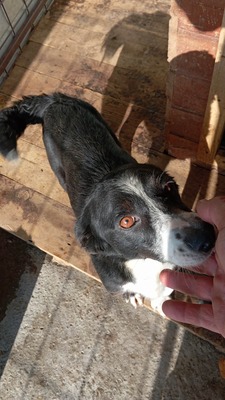 Babette wünscht sich ein Zuhause voller Liebe und Fürsorge, Mischling - Hündin