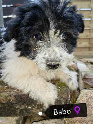 Babo sucht ihr für-immer-Zuhause, Bichon-Mischling Welpen - Hündin