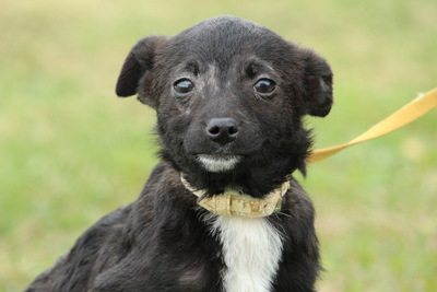 Babsi, Mischling Welpen - Hündin