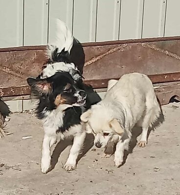 Babsi, Mix - Hündin