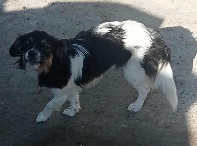 Babsi, Mix - Hündin