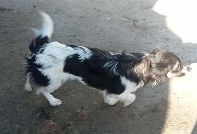 Babsi, Mix - Hündin