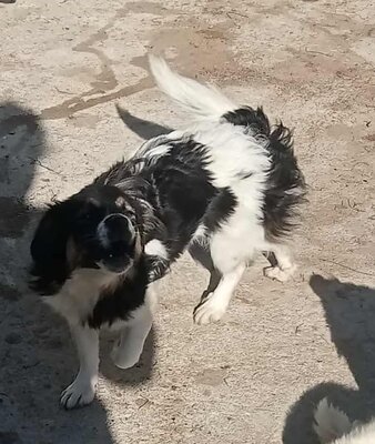 Babsi, Mix - Hündin