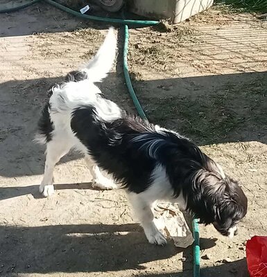 Babsi, Mix - Hündin