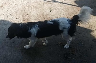 Babsi, Mix - Hündin