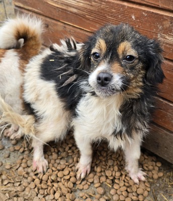 Babsi, Mix - Hündin