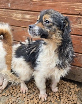 Babsi, Mix - Hündin