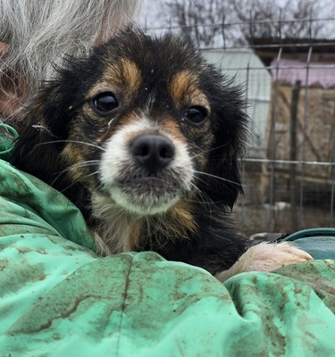 Babsi, Mix - Hündin