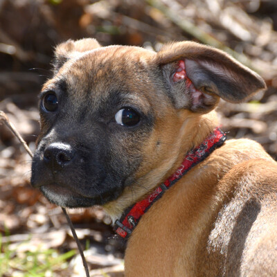 Baby Jack, Chihuahua-Mix Welpen - Rüde
