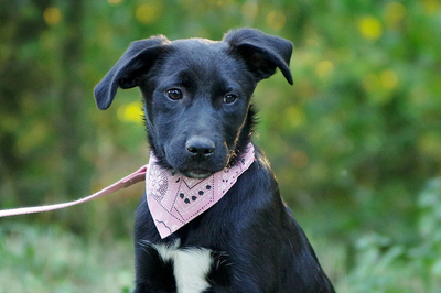 Baby, Labrador Staff Mix - Hündin