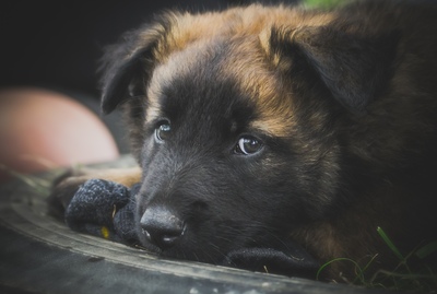 Bacchus, Belgischer Schäferhund Welpen - Rüde