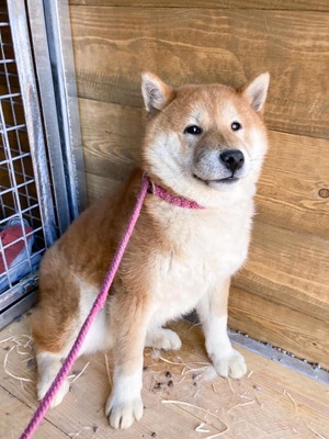 Bachiko, Shiba Inu (Mischling) - Rüde