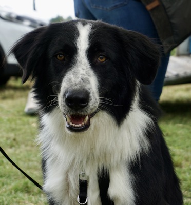 Baco, Collie Mix - Rüde