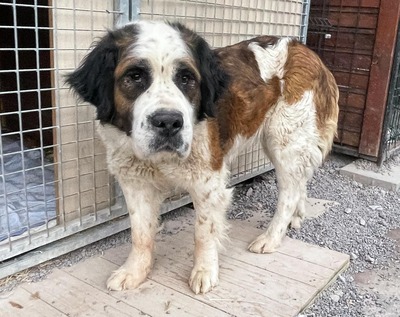 Baela - stattlicher Bernhardiner, Bernhardinder Moskauer Wachhund - Hündin