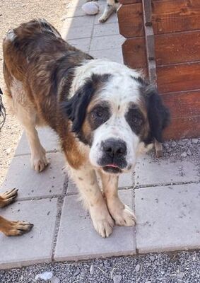 Baela - stattlicher Bernhardiner, Bernhardinder Moskauer Wachhund - Hündin