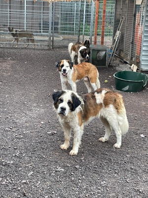 Baela - stattlicher Bernhardiner, Bernhardinder Moskauer Wachhund - Hündin