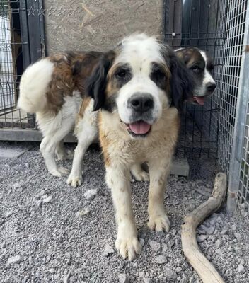 Baela - stattlicher Bernhardiner, Bernhardinder Moskauer Wachhund - Hündin