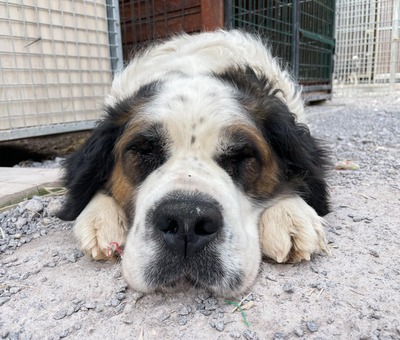 Baela - stattlicher Bernhardiner, Bernhardinder Moskauer Wachhund - Hündin