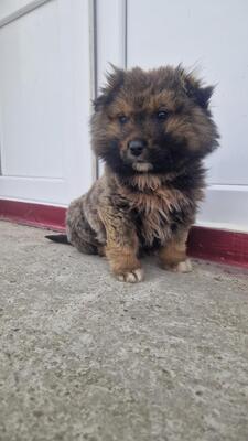 Bärli, kleiner Teddybär sucht sein großes Glück