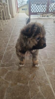 Bärli, kleiner Teddybär sucht sein großes Glück, Mischling Welpen - Rüde