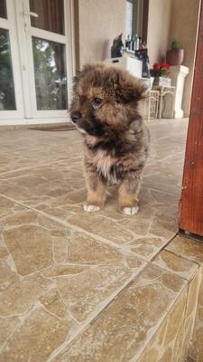 Bärli, kleiner Teddybär sucht sein großes Glück, Mischling Welpen - Rüde