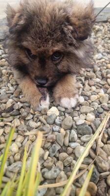 Bärli, kleiner Teddybär sucht sein großes Glück, Mischling Welpen - Rüde