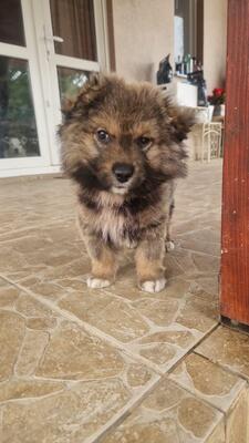 Bärli, kleiner Teddybär sucht sein großes Glück, Mischling Welpen - Rüde