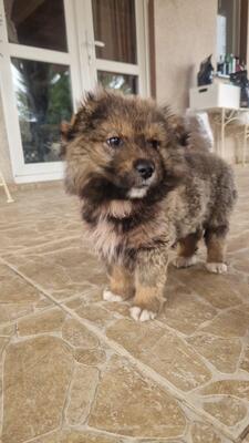 Bärli, kleiner Teddybär sucht sein großes Glück, Mischling Welpen - Rüde