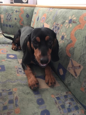 Baghira, Brandlbracke - Hündin