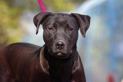 Baghira, Labrador – Staffordshire Terrier Mischlingshündin - Hündin