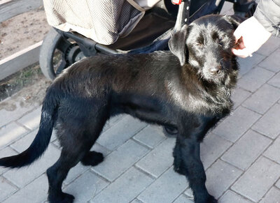 Bagira - Kinderliebe Junghündin, ca. 6 Monate/45cm/12kg, Mischling Welpen - Hündin