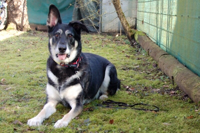 Bailey Boy, Schäferhund Mix - Rüde