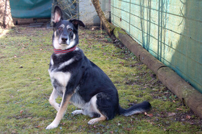 Bailey Boy, Schäferhund Mix - Rüde