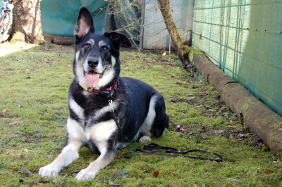 Bailey Boy, Schäferhund Mix - Rüde
