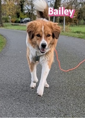 Bailey