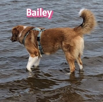 Bailey, Herdenschutzhund - Hündin