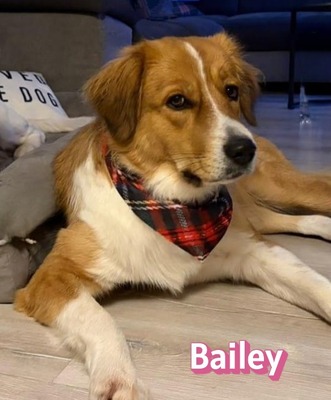 Bailey, Herdenschutzhund - Hündin