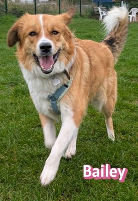 Bailey, Herdenschutzhund - Hündin