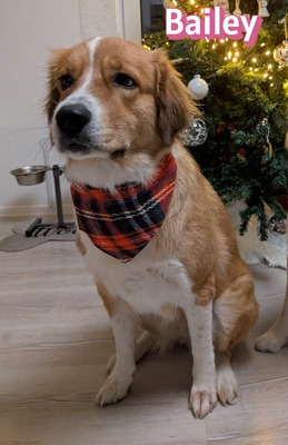 Bailey, Herdenschutzhund - Hündin
