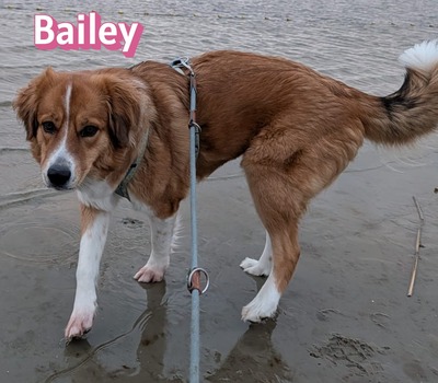 Bailey, Herdenschutzhund - Hündin