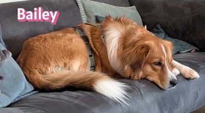 Bailey, Herdenschutzhund - Hündin