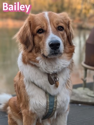 Bailey, Herdenschutzhund - Hündin