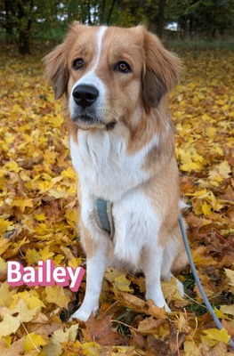Bailey, Herdenschutzhund - Hündin