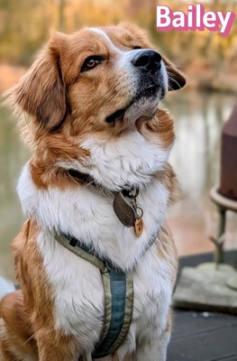 Bailey, Herdenschutzhund - Hündin