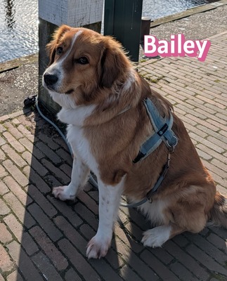 Bailey, Herdenschutzhund - Hündin